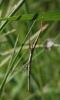 265649 – Photo : Catherine Reymonet-Smitten – France (31)